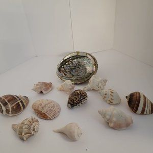 Mixed lot of 11 natural seashells and one Abalone shell